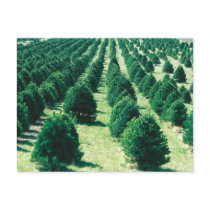 Christmas Tree Farm Post Cards