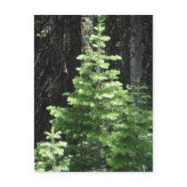 Christmas Tree postcards