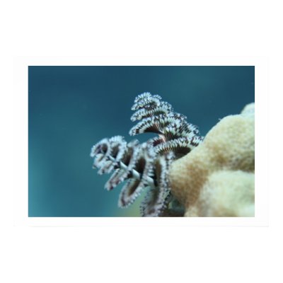 Christmas Tree Worm Poster by Flic13