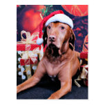 Christmas - Vizsla - Budda Postcard