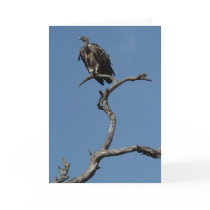 Christmas Vulture cards