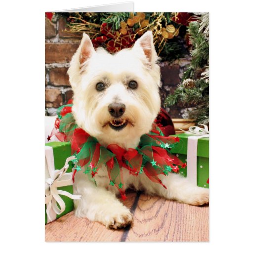 Christmas - West Highland Terrier - Abby Greeting Card | Zazzle