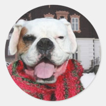 Christmas White Boxer Dog Stickers