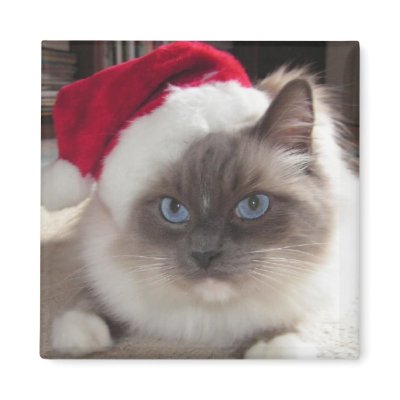 Christmas Wish magnets