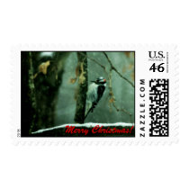 Christmas Woodpecker in Snow Postage Stamp