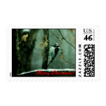 Christmas Woodpecker in Snow Postage Stamp