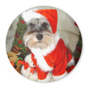 Christmas X'Mas Miniature Schnauzer magnets by AngelaMini Christmas X'Mas Miniature Schnauzer magnets