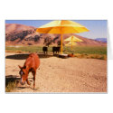 Christo's Umbrellas and horses cards