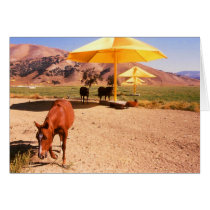 Christo's Umbrellas and horses cards