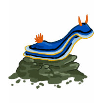 Chromadoris Nudibranch t-shirts