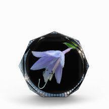 Chrome Hosta flower ~ Award