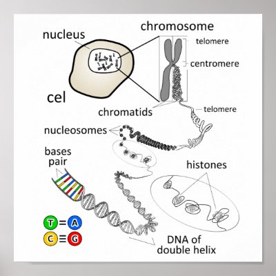 Cf Chromosome