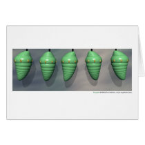 Chrysalii cards