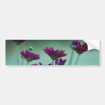Chrysanthemum and meaning bumper stickers
