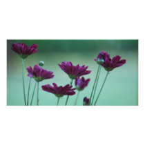 Chrysanthemum and meaning custom photo card