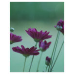 Chrysanthemum and meaning personalized letterhead