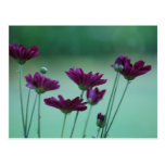Chrysanthemum and meaning post card