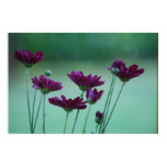 chrysanthemum, flowers, purple flower, flower,