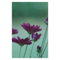 Chrysanthemum and meaning stationery paper