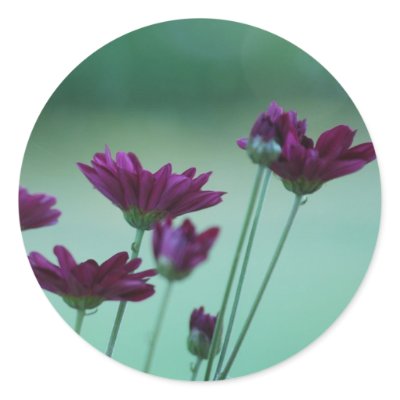 chrysanthemum symbolism