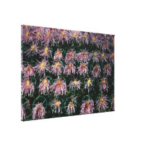 Chrysanthemum Stretched Canvas Print