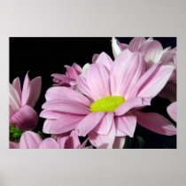 Chrysanthemum canvas print posters
