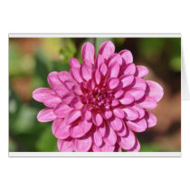Chrysanthemum cards