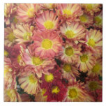 Chrysanthemum Cluster Garden Yellow Pink Tile