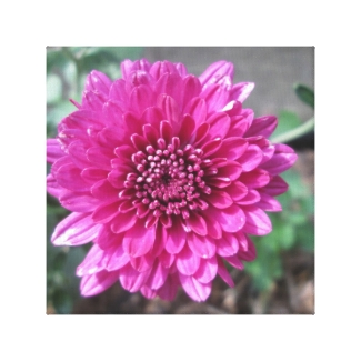 Chrysanthemum Dark Red Flower