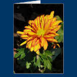 Chrysanthemum, fiery orange and yellow note card cards