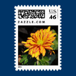 Chrysanthemum - fiery yellow and orange stamps stamps