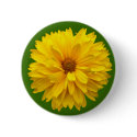 Chrysanthemum - Green buttons