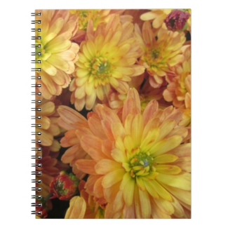 Chrysanthemum Group Plant Yellow Red