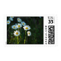 Chrysanthemum leucanthemum postage by JessicaFoxx Chrysanthemum leucanthemum postage