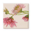 Chrysanthemum - Magnet by dchaddad Chrysanthemum - Magnet