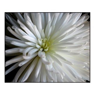 Chrysanthemum Petals print