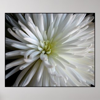Chrysanthemum Petals Poster