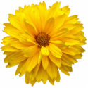 Chrysanthemum photo sculptures by artberry Chrysanthemum photo sculptures