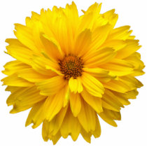 Chrysanthemum photo sculptures
