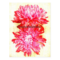 chrysanthemum pink - congratulations greeting card postcards