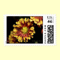 Chrysanthemum Postage postage