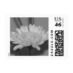 photography, white, chrysanthemum, chrysanthemums,