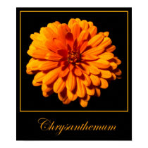 Chrysanthemum posters