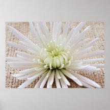 Chrysanthemum Poster