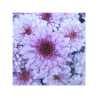 Chrysanthemum Purple White