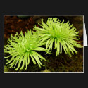 Chrysanthemum - Spider Mum cards by SilenasImages Chrysanthemum - Spider Mum cards