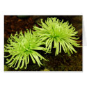 Chrysanthemum - Spider Mum cards by SilenasImages Chrysanthemum - Spider Mum cards