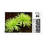Chrysanthemum - Spider Mum Postage Stamp