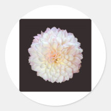 Chrysanthemum Sticker