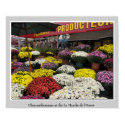 Chrysanthemums at the Le Marché de l'Ouest posters by joelor Chrysanthemums at the Le Marché de l'Ouest posters